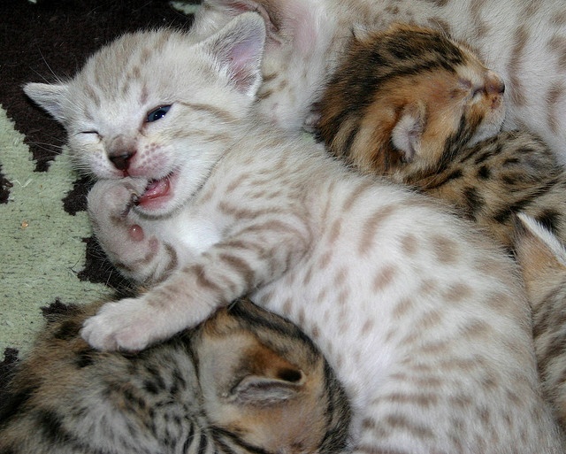 Cute White Kitten Picture