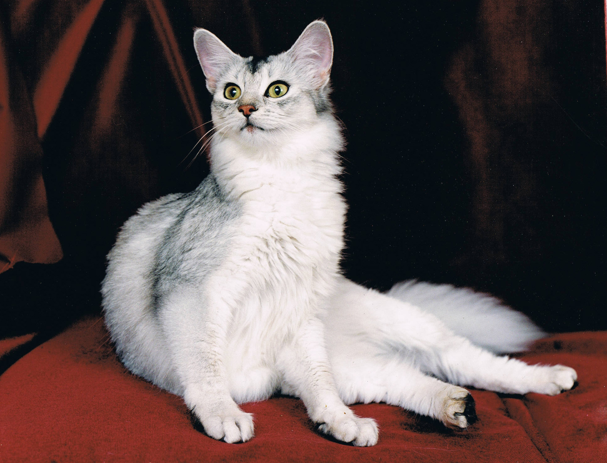 Grey And White Beautiful Somali Cat