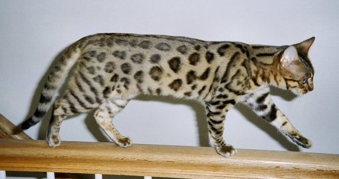 Grey Bengal Cat Walking