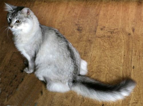 Grey Somali Cat Sitting