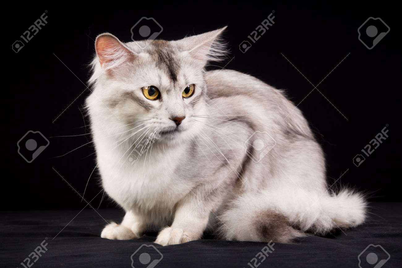 Grey Somali Kitten Sitting