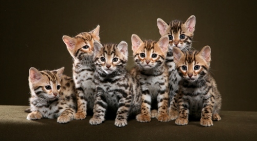 Group Of Bengal Kittens