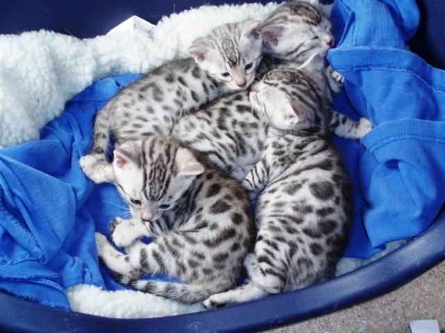 Group Of White Bengal Kittens