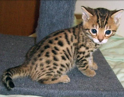 Little Bengal Kitten Sitting