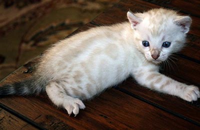 Little White Bengal Kitten