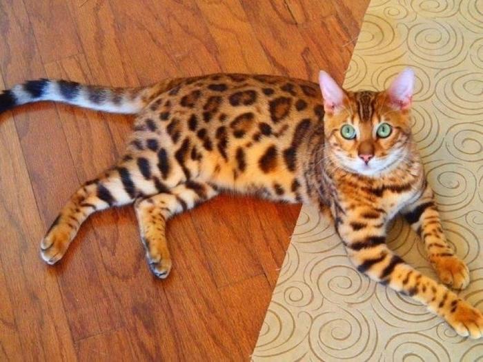 Marble Bengal Cat Looking Up