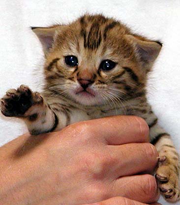 Miniature Bengal Kitten In Hand