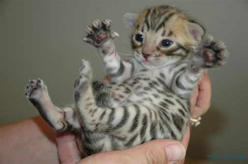 New Born Bengal Kitten In Hands