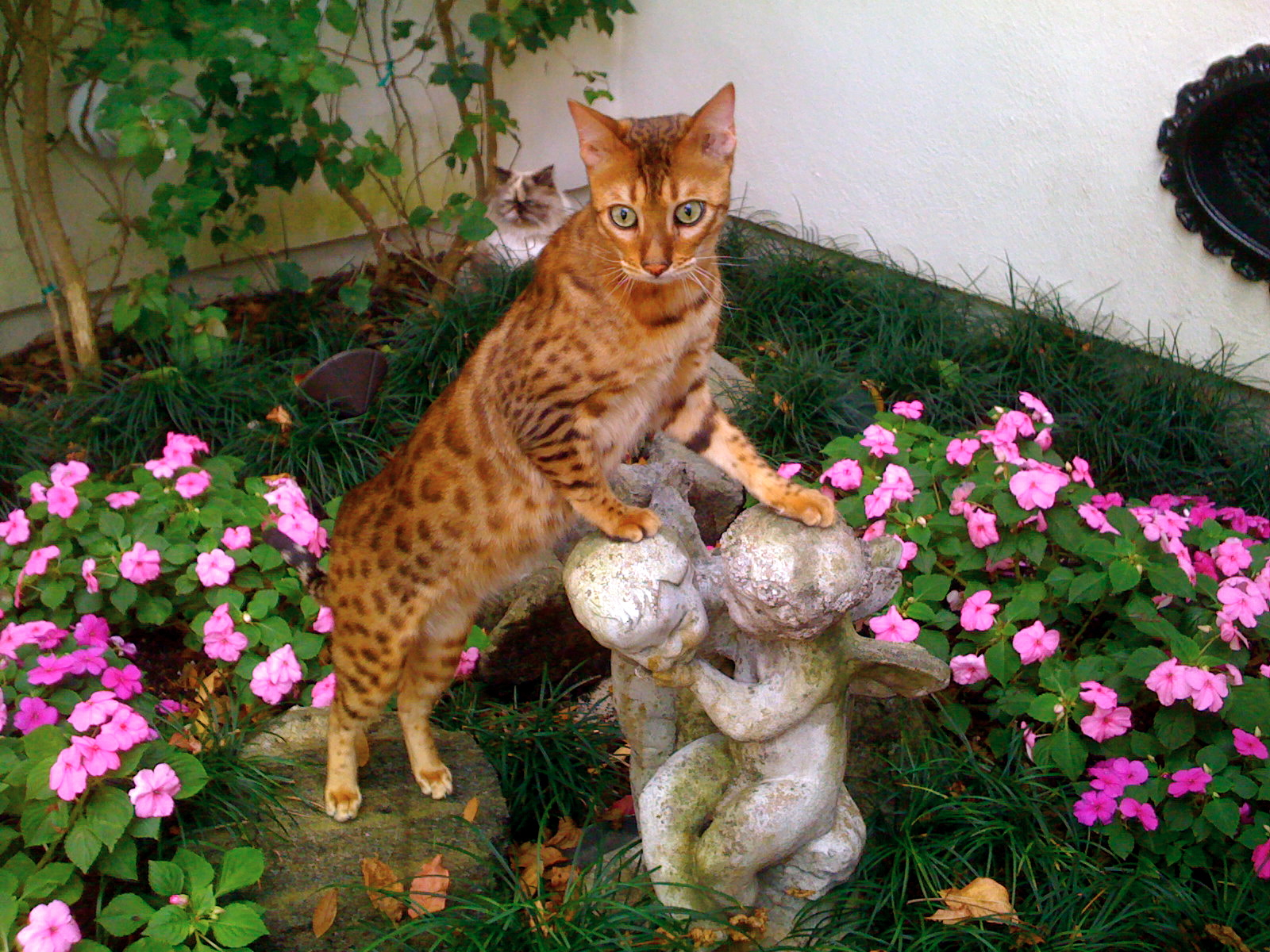 Red Bengal Cat In Garden