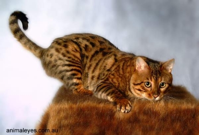 Red Bengal Cat Sitting