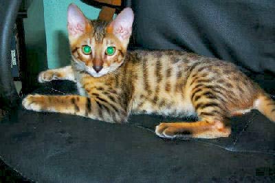 Red Bengal Cat With Green Eyes