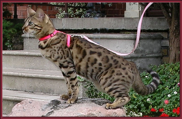 Silver Bengal Cat Outside Picture