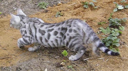 Silver Bengal Cat Walking Picture