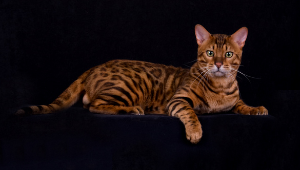 Stripped Bengal Cat Sitting