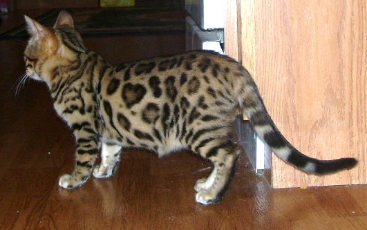 Tabby Bengal Cat Inside