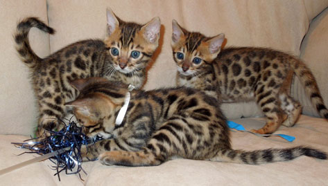 Three Cute Bengal Kittens Playing