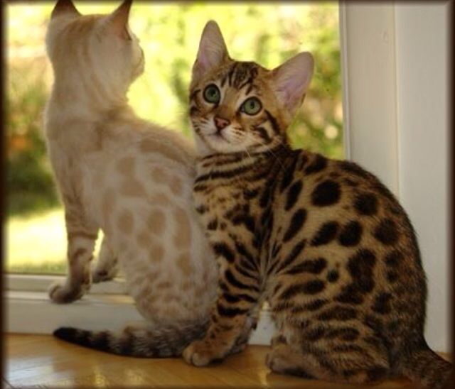 Two Bengal Kittens Sitting Near Window