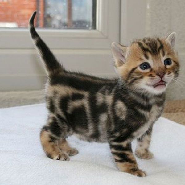 Unique Striking Fur Patterned Bengal Kitten