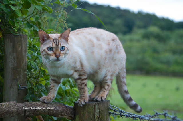 White And Red Bengal Cat On Railing