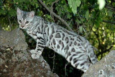 White Bengal Cat In Forest