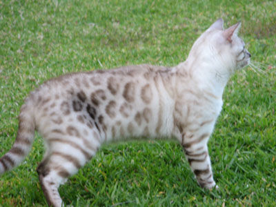 White Bengal Cat In Garden