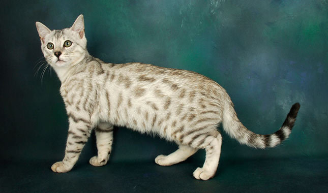 White Bengal Cat Photo