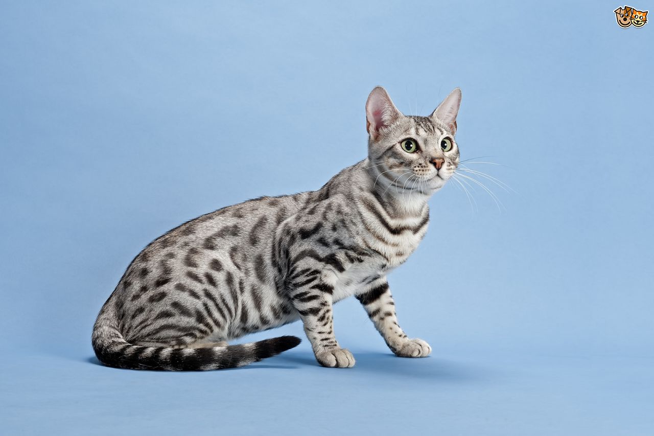 White Bengal Cat Sitting