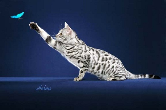 White Bengal Cat Trying To Catch Butterfly