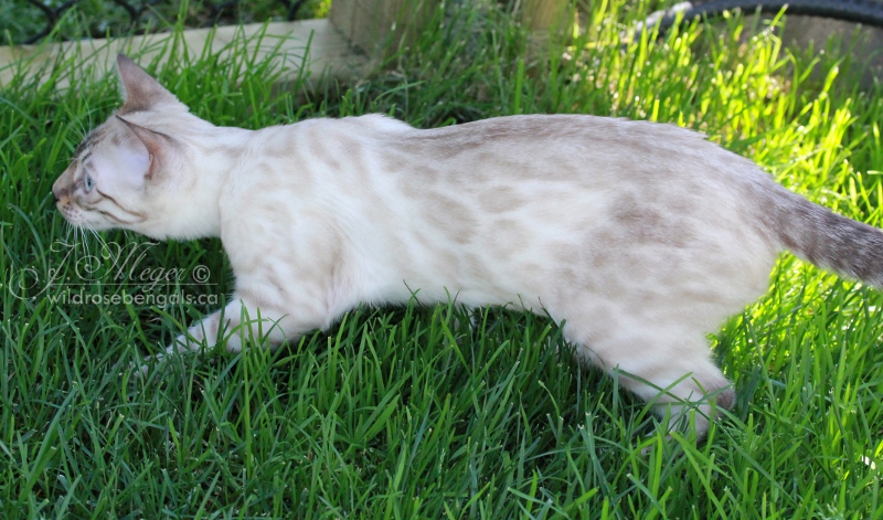 White Bengal Cat Walking In Garden