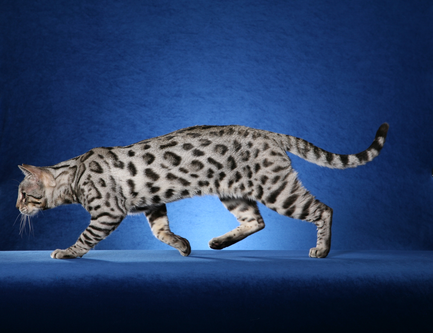 White Bengal Cat Walking