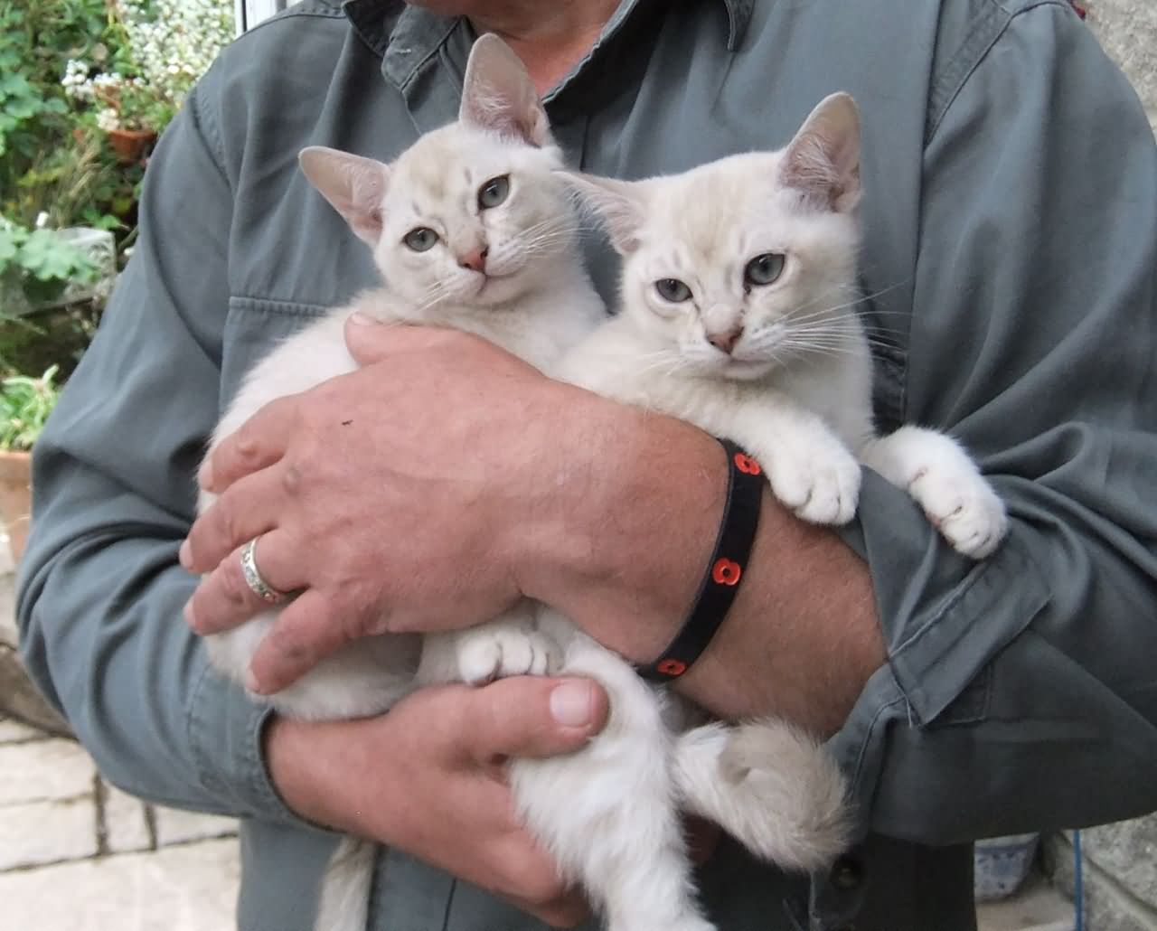 Two Gorgeous Burmilla Kittens In Arms