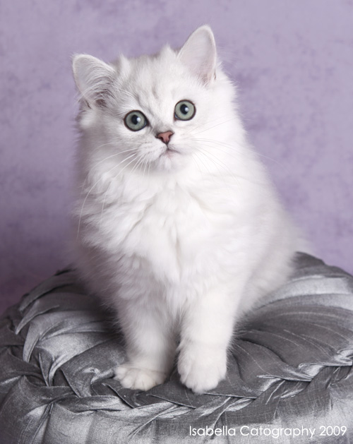 Adorable White Burmilla Cat Sitting