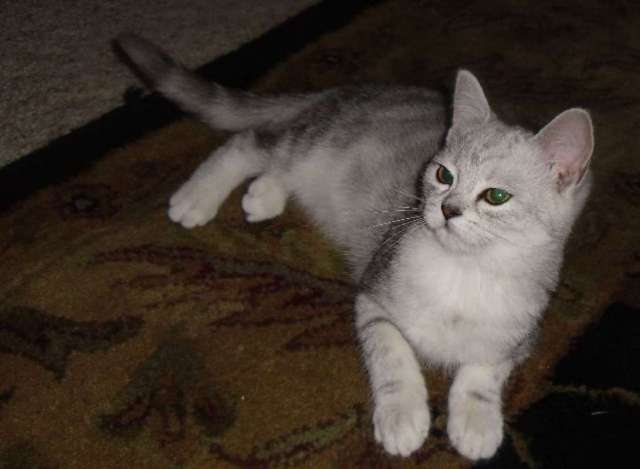 Adult Grey Burmilla Cat Laying