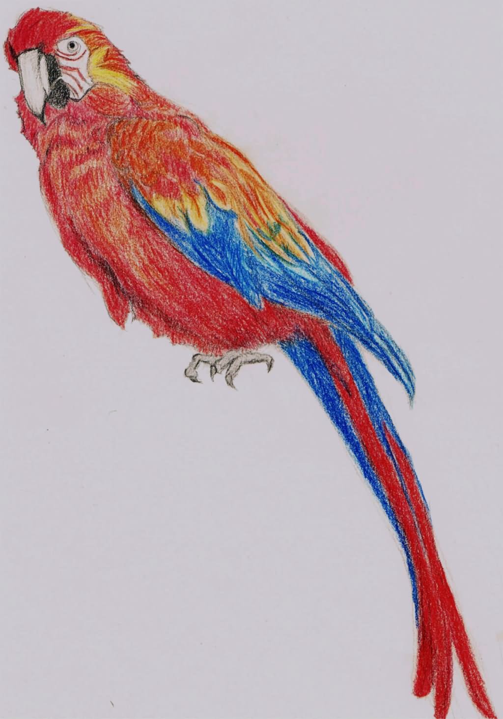 Attractive Parrot Tattoo Design By Bethany