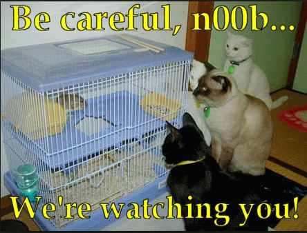 Be Careful Noob We Are Watching You Funny Cats Picture