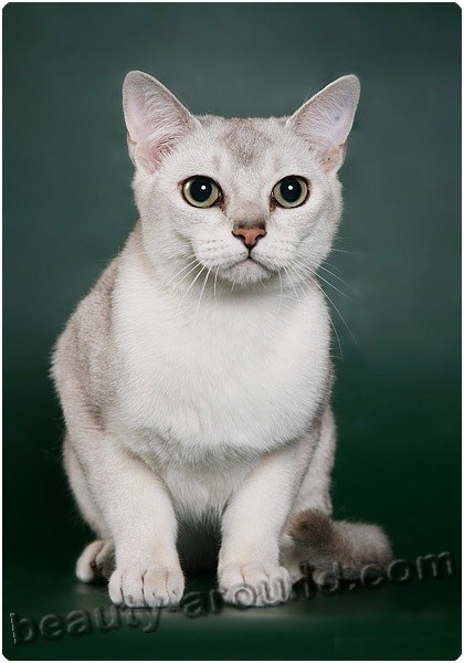 Beautiful Burmilla Kitten Sitting