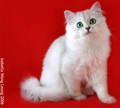 Beautiful White Burmilla Cat Sitting