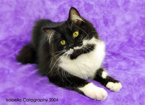 Black And White Long Hair Burmilla Cat Siting