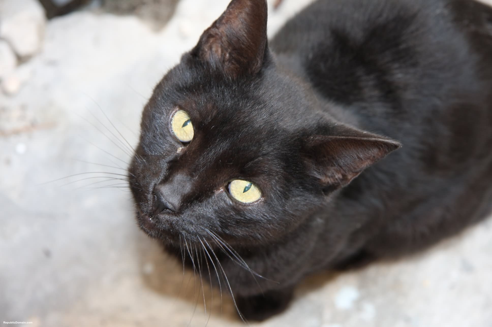 Black Burmilla Cat Looking Up