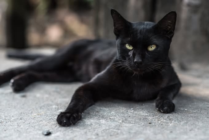 Black Burmilla Cat Sitting On Road