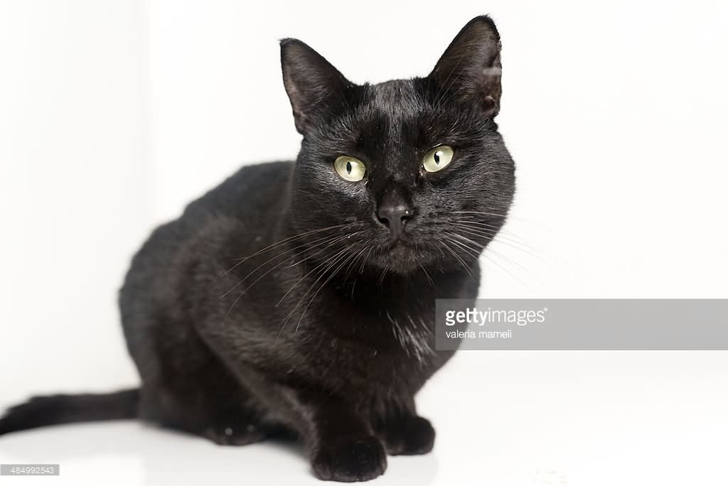 Black Burmilla Cat Sitting