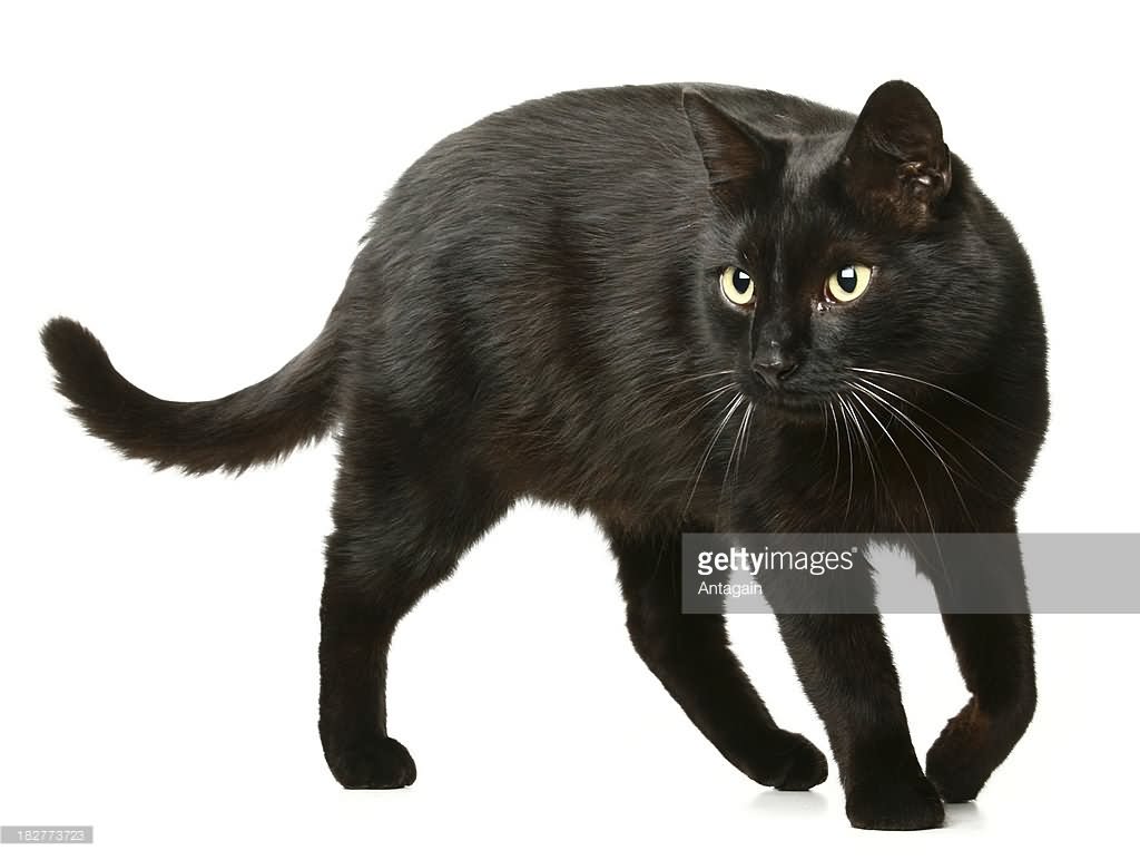 Black Burmilla Cat Staring