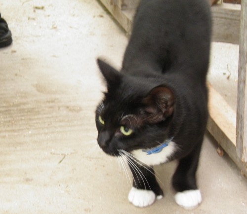 Black Burmilla Cat