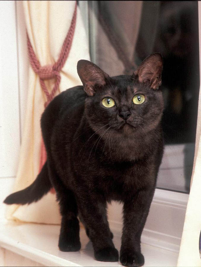 Black Fluffy Burmilla Cat