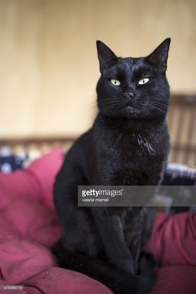 Black Full Grown Burmilla Cat Sitting