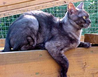 Black Smoke Female Burmilla Cat Sitting