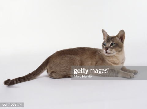 Brown Short Hair Burmilla Cat Sitting