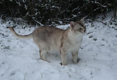 Burmilla Cat Standing In Snow