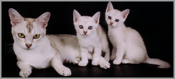 Burmilla Cat With Kittens