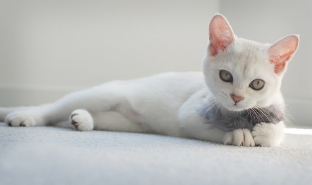 Burmilla Kitten Laying Down